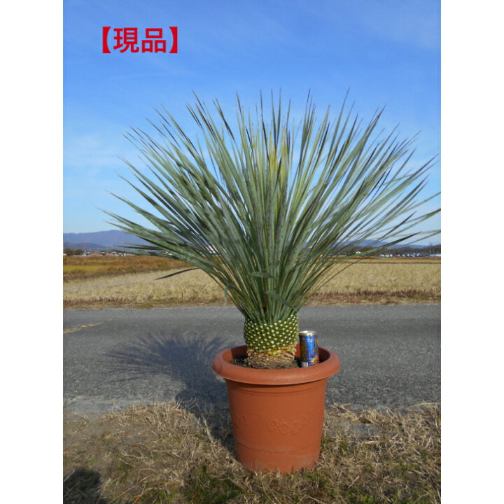楽天市場】【現品発送】ユッカ ロストラータ幹立株 12号鉢 高さ約100 