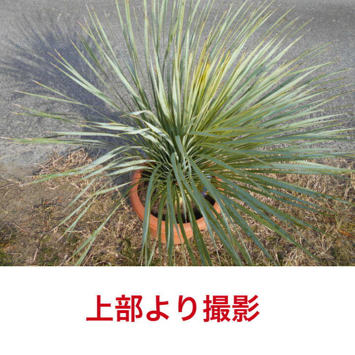 楽天市場】【現品発送】ユッカ ロストラータ幹立株 12号鉢 高さ約100 