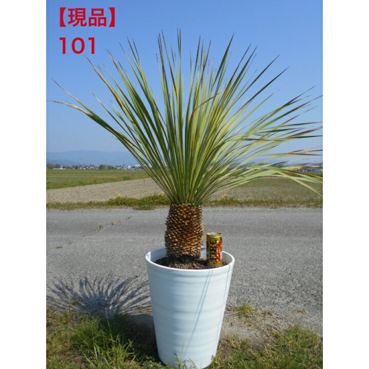 楽天市場】【現品】ユッカ ロストラータ 幹立のしっかりした ヘッドの 