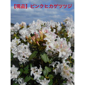 【現品】超珍しい ヒカゲツツジ　ピンク花　ボリューム株　来年の蕾たっぷり春咲き　植木　極めて少ない大株です。送料無料、北海道、離島、沖縄は不可。