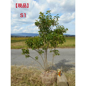 【お値打ち品】ソヨゴ　雌株　株立赤い実のなる常緑樹　　10/2入荷高さ約1.2-1.4m　鉢底から北海道、離島、沖縄は発送不可