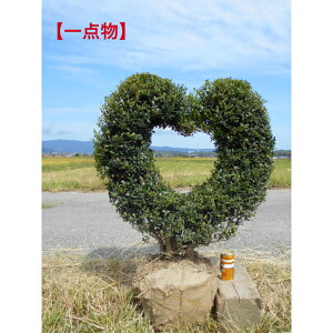 yizd@LcQ@n[g̃gsA[d@V{c[@A ؂킢n[ĝiłAkCAA͕s