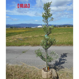 【一点物】オリーブの木　シプレシーノ高さ約2.0m　鉢底含む　前後シンボルツリーにお似合いな1本です。送料無料ですが、北海道、離島、沖縄不可東北・九州は追加送料必要