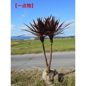 yXꉟizlC̏Ύ@RWl@bhX^[@@󏭂Ȋi@1.5m@܂ށ@_Ci~bN`@@A ؁@V{c[AAA