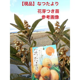 【選べる現品】　ビワの木　なつたより　花芽つき株高さ約1.4-1.5m　鉢底から大実　大苗　植木　庭木　送料無料ですが、北海道、離島、沖縄発送不可注意お取り置きは不可。1週間以内の発送のみ受け付け
