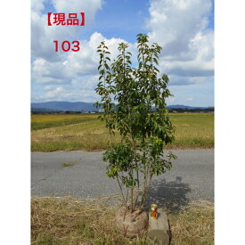 【現品発送】ソヨゴ　雌株　株立ち　大株高さ約1.6m　鉢底含む　庭木　植木　苗木シンボルツリー撮影時、実つき株北海道、離島、沖縄は配送不可