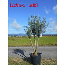 楽天市場】オリーブの木 2m（ガーデニング・農業｜花・ガーデン・DIY 