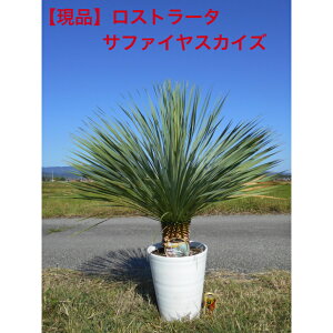 yizbJ@Xg[^tFfG@Tt@CXJCY@9ZA[g@110Z`@O@ꂩA؁@؁@V{c[AAAkC