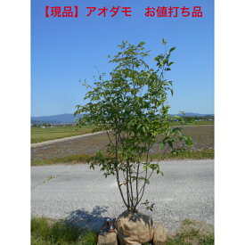 【現品】人気の落葉樹　アオダモ　株立樹形がカッコイイ　将来性のある高さ約1.3-1.5m　鉢底から 　12月入荷品植木　庭木　シンボルツリー送料無料ですが、北海道、離島、沖縄不可