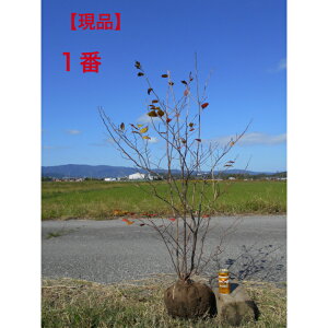 i@icn[@lłi1.3-1.5m@ꂩ@O@@@A؁@؁@V{c[łAkCAAs