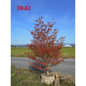 yzhE_ccW@肵igti@150Z`@ꂩA؁@؁@V{c[Ƀ{[AɃCpNg^1{Bł