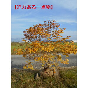 yXꉟz󏭃ccW@AJVI@ccŴ_Ci~bN@11/2ׁ@gt1.4m@ꂩ@t1.4m؁@A؁@V{c[łAAAk