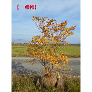 yXꉟz󏭃ccW@AJVI@ccW{[@11/2ׁ@gt1.4m@ꂩ@t0.9m؁@A؁@V{c[łAAAkC͕s