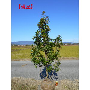 yizԂ̂Ȃ@\S@@@劔@؁@A؁@c؃V{c[1.8m@ꂩ BeAłAkCAA͔zs