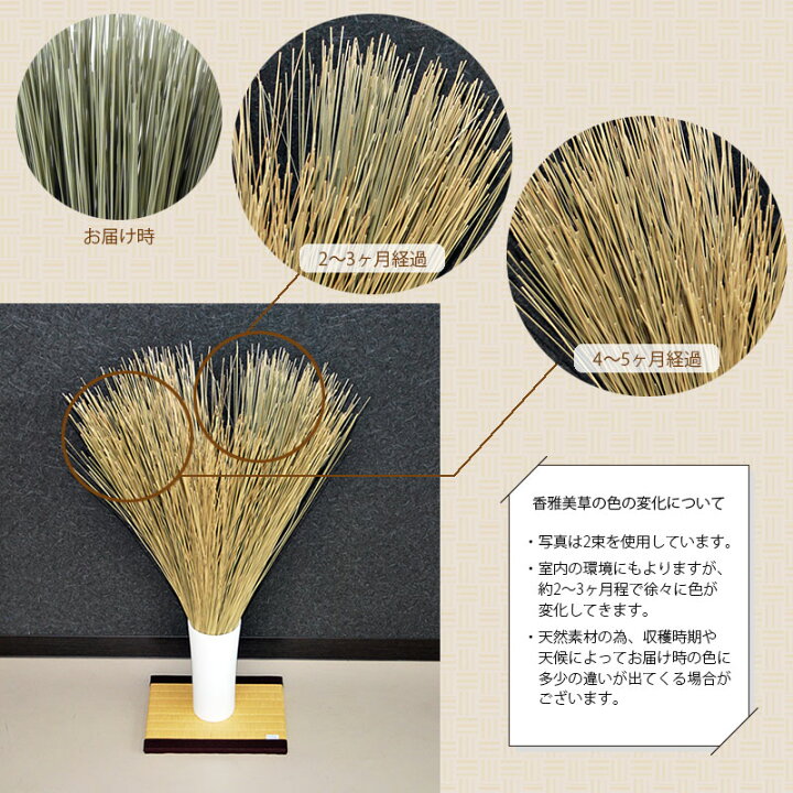 楽天市場 すっぴんい草 香雅美草 かがみそう 熊本県産 無着色いぐさ消臭 リラックス インテリア ドライフラワー 飾り 関西畳 楽天市場店