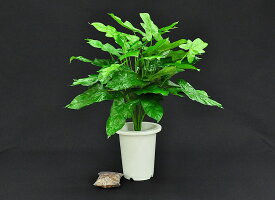 楽天市場 アウトレット 観葉植物 花 観葉植物 花 ガーデン Diyの通販