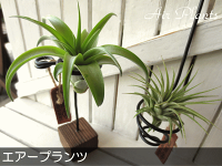 エアープランツおまかせ2種アートシェイプホルダーセット