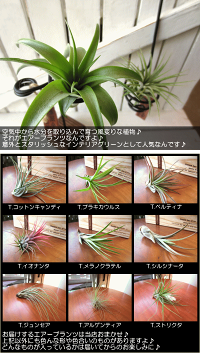 エアープランツおまかせ2種アートシェイプホルダーセット