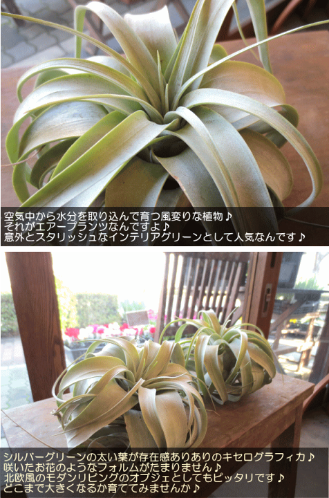 楽天市場】【送料無料】チランジアの王様♪エアープランツ