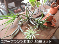 エアープランツおまかせ5種セット