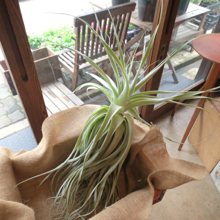 楽天市場 送料無料 超希少 存在感たっぷり エアープランツ ストラミネア Xlサイズ 薫る花 インテリア 北欧 雑貨 風水 エアプランツ プレゼント ギフト 贈り物 お誕生日 チランジア インテリアグリーン 観葉植物 種類 容器 壁掛け 薫る花