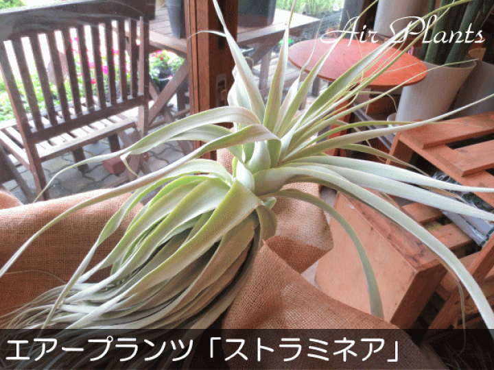 楽天市場】【送料無料】超希少♪存在感たっぷり♪エアープランツ