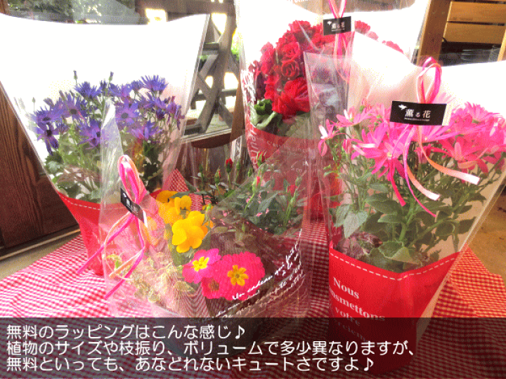 楽天市場 リンドウ 白寿 5号鉢サイズ 鉢植え 甘木りんどう心美シリーズ ストライプ 竜胆 送料無料 薫る花 フラワー 鉢花 花鉢 敬老の日ギフト おばあちゃん おじいちゃん 早割り プレゼント ギフト 薫る花