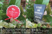 観葉植物のおまかせ寄せ鉢(カンパーニュブリキ丸型バケツ)Mサイズ