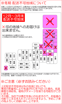 デンドロビュームMサイズ