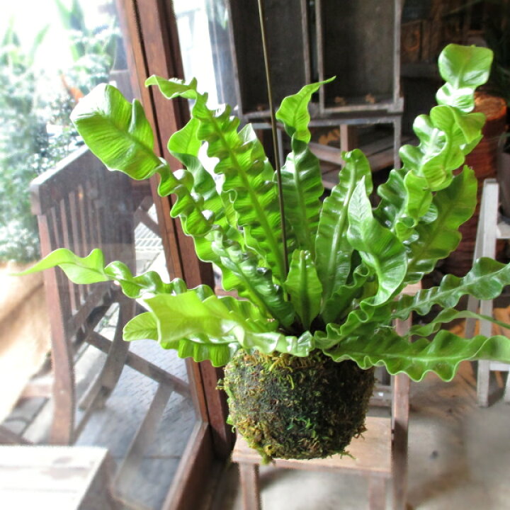 楽天市場 アスプレニウム エメラルドウェーブ 苔玉仕立て ワイヤー吊り玉仕立て クリスピーウェーブ タニワタリ 送料無料 薫る花 観葉植物 おしゃれ インテリアグリーン 吊り下げ ぶら下げ コケ玉 シダ 小型 ミニ 薫る花