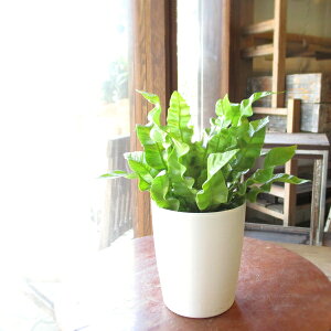 AXvjE GhEF[u ^j^ 4TCY A NXs[EF[u  O ϗtA  CeAO[ av[g ^ ~j