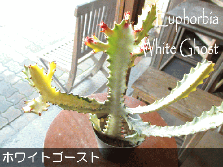 ユーフォルビア：ホワイトゴースト 4号鉢植え の通販 | 園芸ネット
