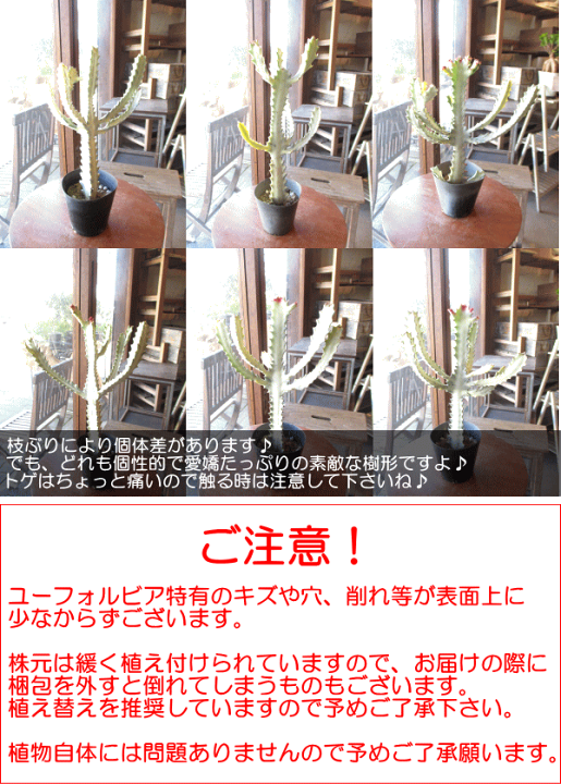 楽天市場】ユーフォルビア ラクテア ホワイトゴースト 4号鉢