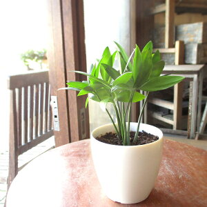 ミニ ナギ 梛 3.5号鉢サイズ 鉢植え 縁結びの木 縁起の良い植物 ナギの木 梛の木 御神木 縁起物 良縁 幸福 開運 送料無料 薫る花 ミニ観葉 観葉植物 おしゃれ インテリアグリーン 誕生日プレ