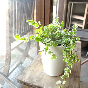  tBJX v~ Tj[zCg 4TCY Mt F vX`bN A zCg |bg ~jϗt v~  O ϗtA  CeAO[ 