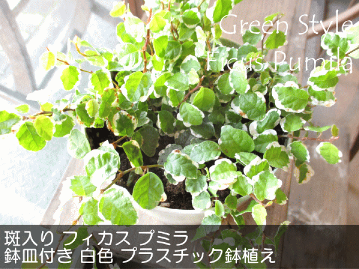 楽天市場】斑入り フィカス プミラ サニーホワイト 4号鉢サイズ 鉢皿