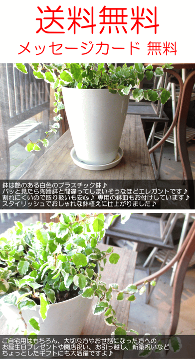 楽天市場】斑入り フィカス プミラ サニーホワイト 4号鉢サイズ 鉢皿