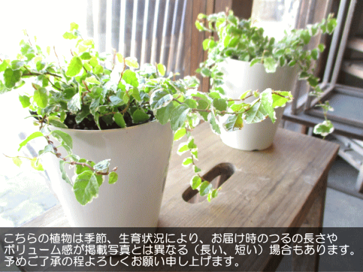 盆栽鉢ストアゆきもの｜盆栽鉢｜月山｜青白磁六角鉢 白波