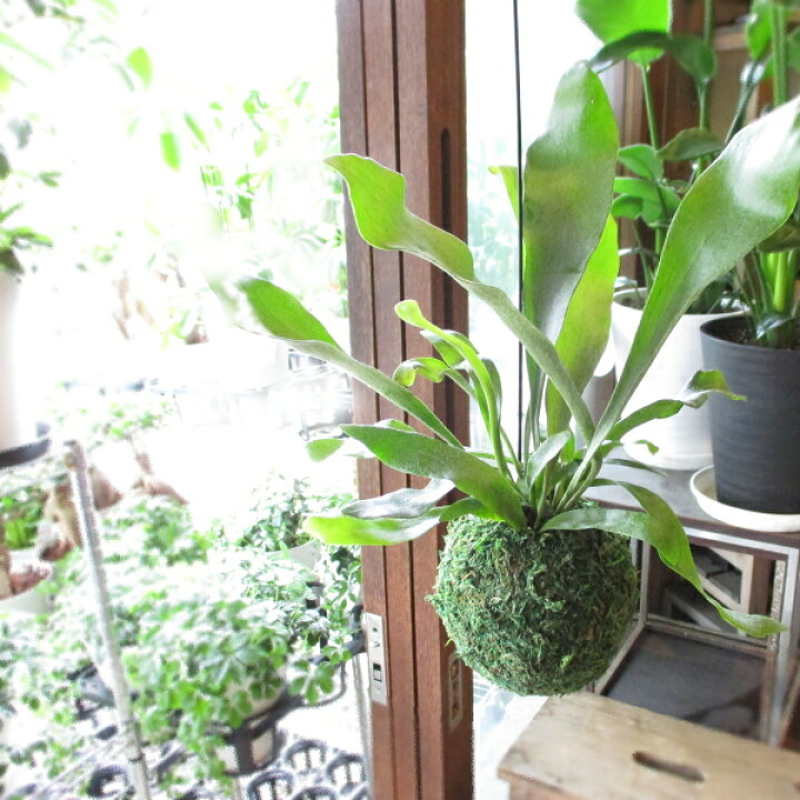 楽天市場】コウモリラン ビカクシダ 苔玉仕立て Sサイズ ワイヤー吊り 