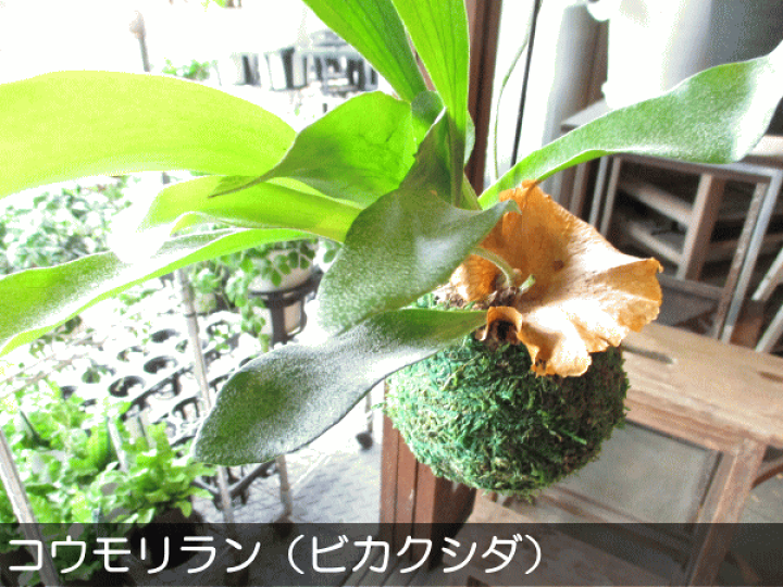 楽天市場】【コウモリラン苔玉 吊り下げ】☆ ビカクシダ 観葉