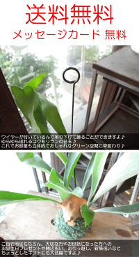 コウモリラン(ビカクシダ)の苔玉(ワイヤー吊り玉仕立て)Sサイズ