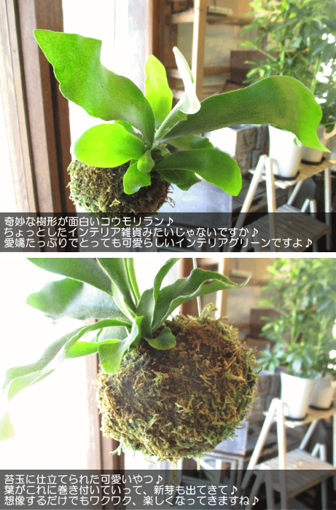 楽天市場】ミニコウモリランの苔玉 ワイヤー吊り玉仕立て ミニ 楽天市場】ミニコウモリランの苔玉 ワイヤー吊り玉仕立て ミニ