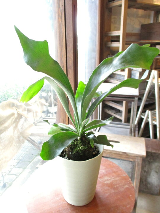 楽天市場 送料無料 コウモリラン ビカクシダ 5号鉢サイズ 鉢植え 薫る花 観葉植物 ミニ インテリアグリーン プレゼント ギフト 贈り物 お誕生日 開店祝い 引越し祝い 新築祝い お祝い 蝙蝠蘭 麋角羊歯 着床シダ 人気 アジアンテイスト 薫る花 楽天市場 送料無料 コウモリラン ビカクシダ 5号鉢サイズ 鉢植え 薫る花 観葉植物 ミニ インテリアグリーン プレゼント ギフト 贈り物 お誕生日 開店祝い 引越し祝い 新築祝い お祝い 蝙蝠蘭 麋角羊歯 着床シダ 人気 アジアンテイスト 薫る花