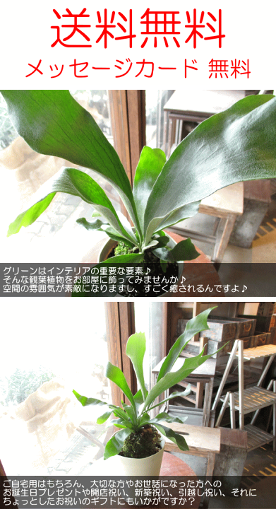 楽天市場 送料無料 コウモリラン ビカクシダ 5号鉢サイズ 鉢植え 薫る花 観葉植物 ミニ インテリアグリーン プレゼント ギフト 贈り物 お誕生日 開店祝い 引越し祝い 新築祝い お祝い 蝙蝠蘭 麋角羊歯 着床シダ 人気 アジアンテイスト 薫る花 楽天市場 送料無料 コウモリラン ビカクシダ 5号鉢サイズ 鉢植え 薫る花 観葉植物 ミニ インテリアグリーン プレゼント ギフト 贈り物 お誕生日 開店祝い 引越し祝い 新築祝い お祝い 蝙蝠蘭 麋角羊歯 着床シダ 人気 アジアンテイスト 薫る花
