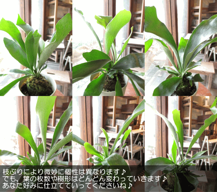 楽天市場 送料無料 コウモリラン ビカクシダ 5号鉢サイズ 鉢植え 薫る花 観葉植物 ミニ インテリアグリーン プレゼント ギフト 贈り物 お誕生日 開店祝い 引越し祝い 新築祝い お祝い 蝙蝠蘭 麋角羊歯 着床シダ 人気 アジアンテイスト 薫る花