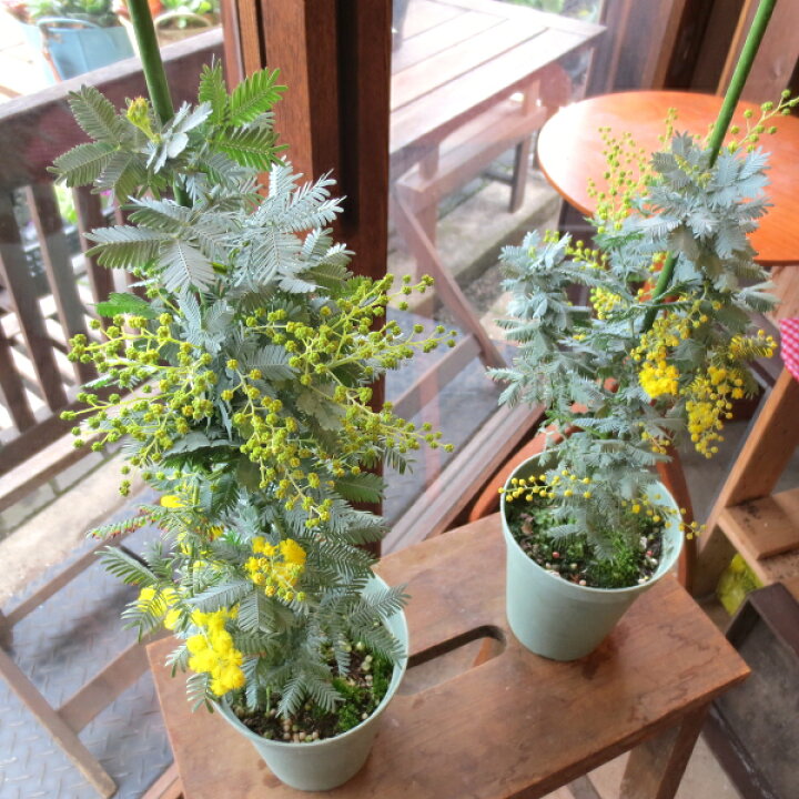 楽天市場 ミモザアカシア 銀葉アカシア 4号鉢サイズ 鉢植え 苗木 送料無料 薫る花 庭木 シンボルツリー 常緑樹 小型 ミニ ギンヨウアカシア ミモザの日 薫る花