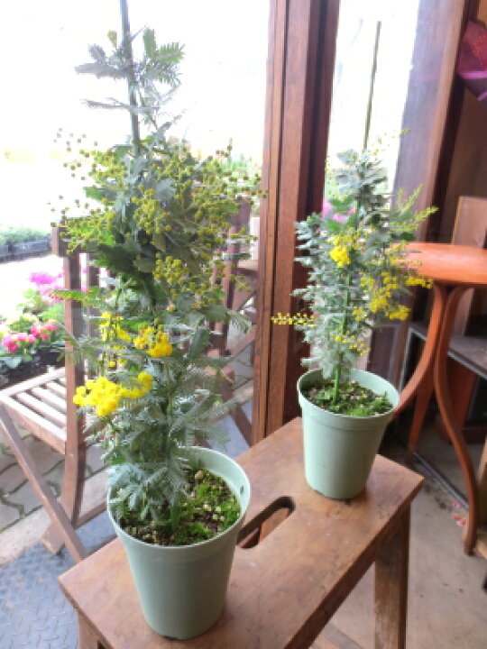 楽天市場 ミモザアカシア 銀葉アカシア 4号鉢サイズ 鉢植え 苗木 送料無料 薫る花 庭木 シンボルツリー 常緑樹 小型 ミニ ギンヨウアカシア ミモザの日 薫る花