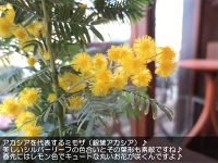 ミモザアカシア(銀葉アカシア)4号鉢サイズ