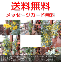 ミモザアカシア(銀葉アカシア)4号鉢サイズ