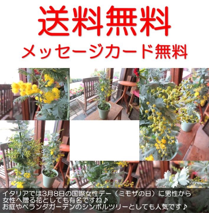 楽天市場 ミモザアカシア 銀葉アカシア 4号鉢サイズ 鉢植え 苗木 送料無料 薫る花 庭木 シンボルツリー 常緑樹 小型 ミニ ギンヨウアカシア ミモザの日 薫る花